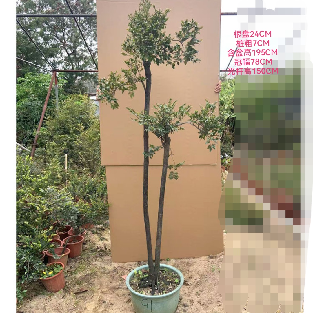 落地高桩小叶紫檀盆景网红文人树桩黑檀黑骨盆栽室内外好养绿植