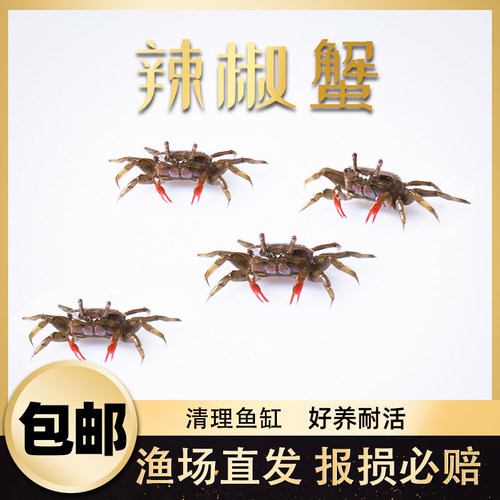 辣椒蟹迷你蟹多少钱 辣椒蟹迷你蟹价格 小麦优选