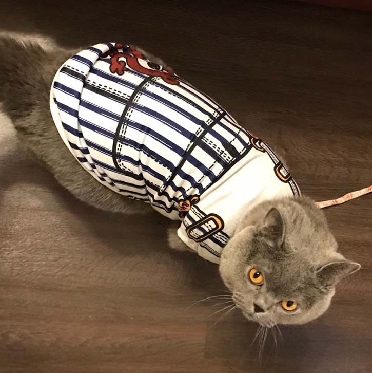 宠物英短美短虎斑蓝猫薄款背心