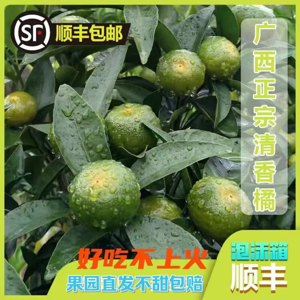 【顺丰包邮】广西桂林清香蜜桔清香橘子茶橘纯甜无酸巴西柑砂糖橘