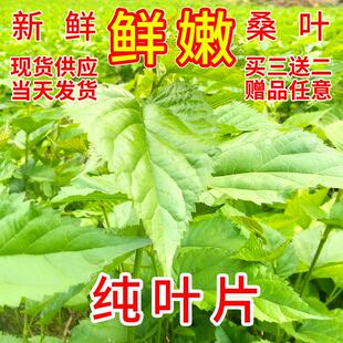 新鲜桑叶小蚕嫩桑叶蚕宝宝饲料桑叶新鲜树苗桑叶叶大农家自种蚕桑