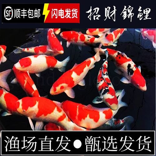 不加温冷水观赏锦鲤鱼苗渔场直发