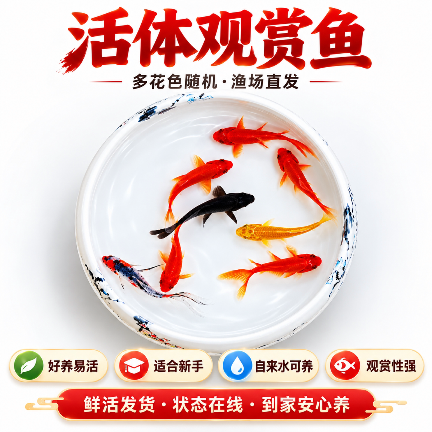 草金鱼活鱼淡水冷水鱼苗观赏鱼金鱼小型锦鲤鱼苗自来水可养活体鱼