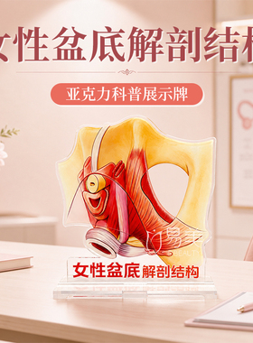女性骨盆盆底结构科普桌牌盆腔器官解剖图产康门店咨询展示教具