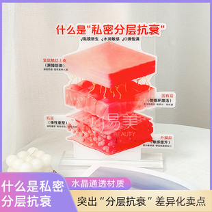 亚克力私密分层抗衰摆件复层鳞状上皮屏障防御弹性重塑展示模型牌