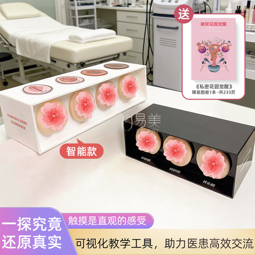一探究竟私密通道教学演示模型
