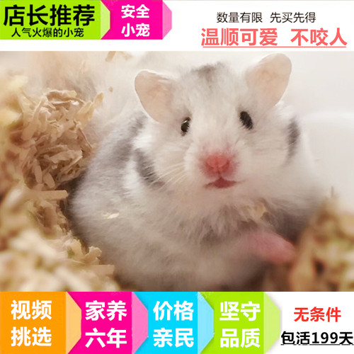 金丝熊纯银质量怎么样 金丝熊纯银口碑怎么样 小麦优选