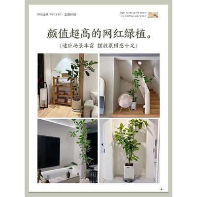 【自营】孟加拉榕老桩盆栽大型绿植办公室内客厅落地式大号榕树