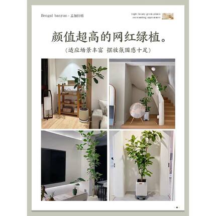 【自营】孟加拉榕老桩盆栽大型绿植办公室内客厅落地式大号榕树