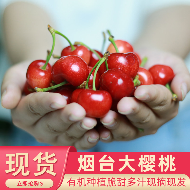 山东烟台大樱桃国产车厘子大红灯凉地露天应季新鲜孕妇水果空运