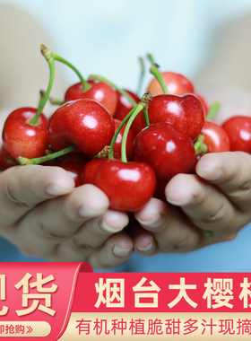 山东烟台凉地露天大樱桃空运包邮