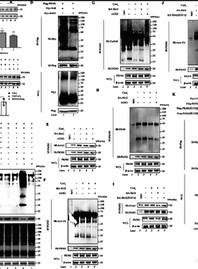 wb做wb趋势定制WB/western blot/免疫印迹条带/wb条带整膜/定制