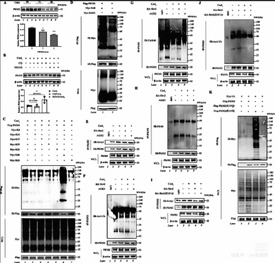 wb做wb趋势定制WB/western blot/免疫印迹条带/wb条带整膜/定制