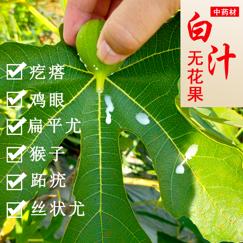 新鲜无花果白汁药用原浆乳液