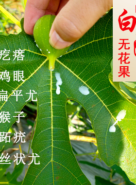 新鲜无花果白汁药用原浆乳液汁液树茎叶枝汁扁平猴子产地现挤包邮