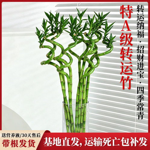 特A级转运竹水培富贵竹懒人盆栽