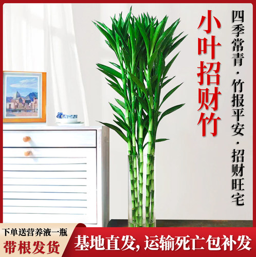 美观80公分懒人绿植室内易活水培