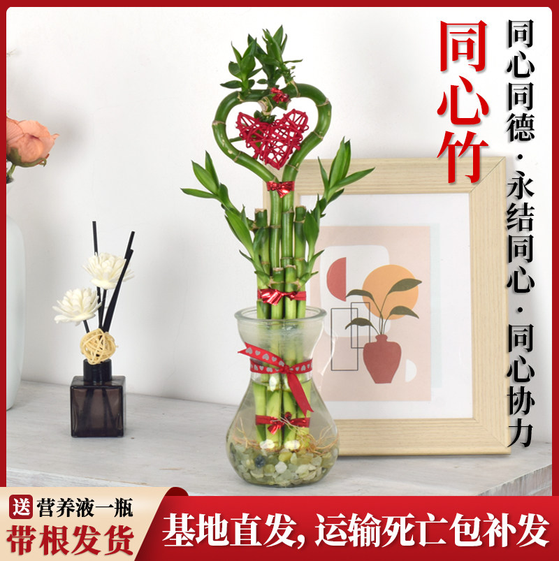 带根同心竹精美造型招财开运竹室内桌面水培绿植净化空气懒人盆栽
