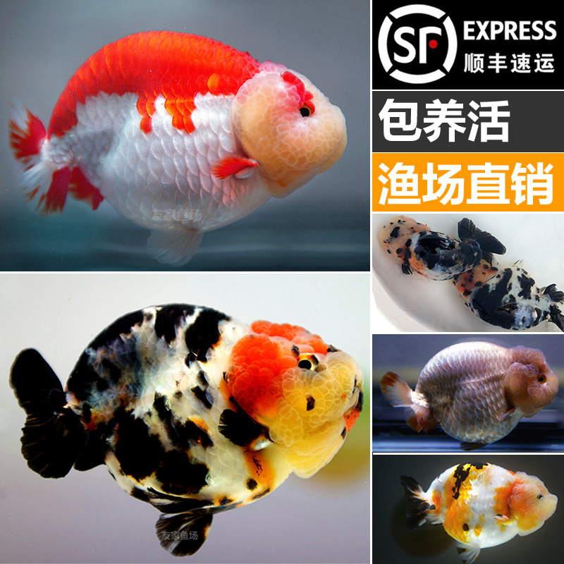 兰寿金鱼纯种活鱼练手鱼观赏鱼重墨奶牛三色奶花鱼苗新手冷水耐养
