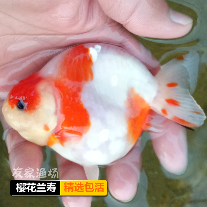 兰寿金鱼活鱼观赏鱼冷水鱼淡水鱼苗樱花蓝瘦潘氏小尾耐活奶牛三色