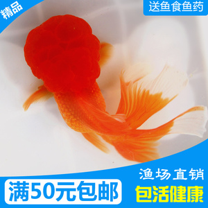 红狮金鱼活鱼精品狮子头宠物国狮冷水观赏鱼淡水招财包活好养鱼苗