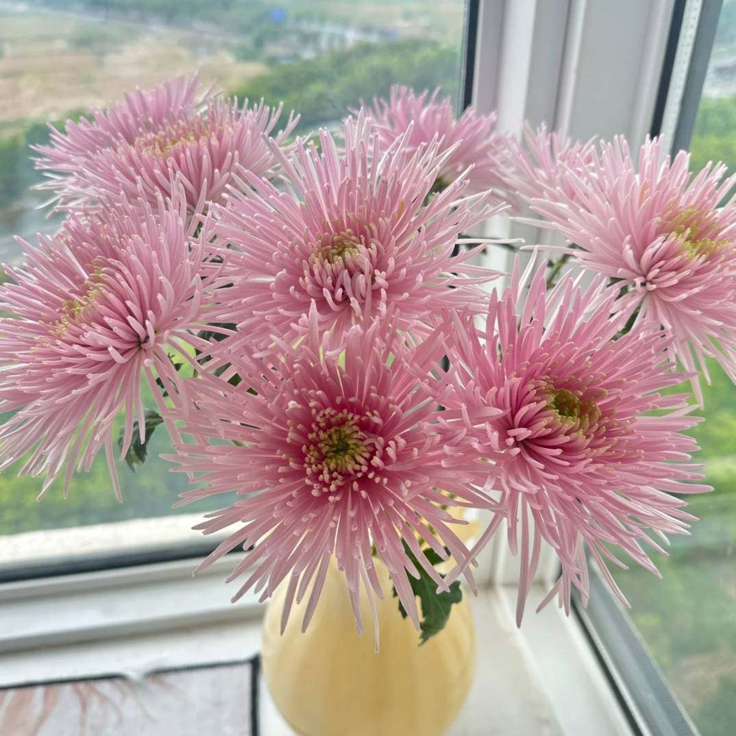 花努力·烟花菊「奥利粉」5支（2单中通3单顺丰）,鲜花速递/花卉仿真/绿植园艺,花材,淘宝优惠券,粉丝福利购,淘宝优惠卷