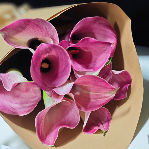 进口品种·粉色海芋10支（2件包邮）