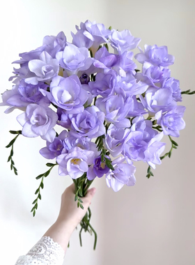 「紫色香雪兰」20支