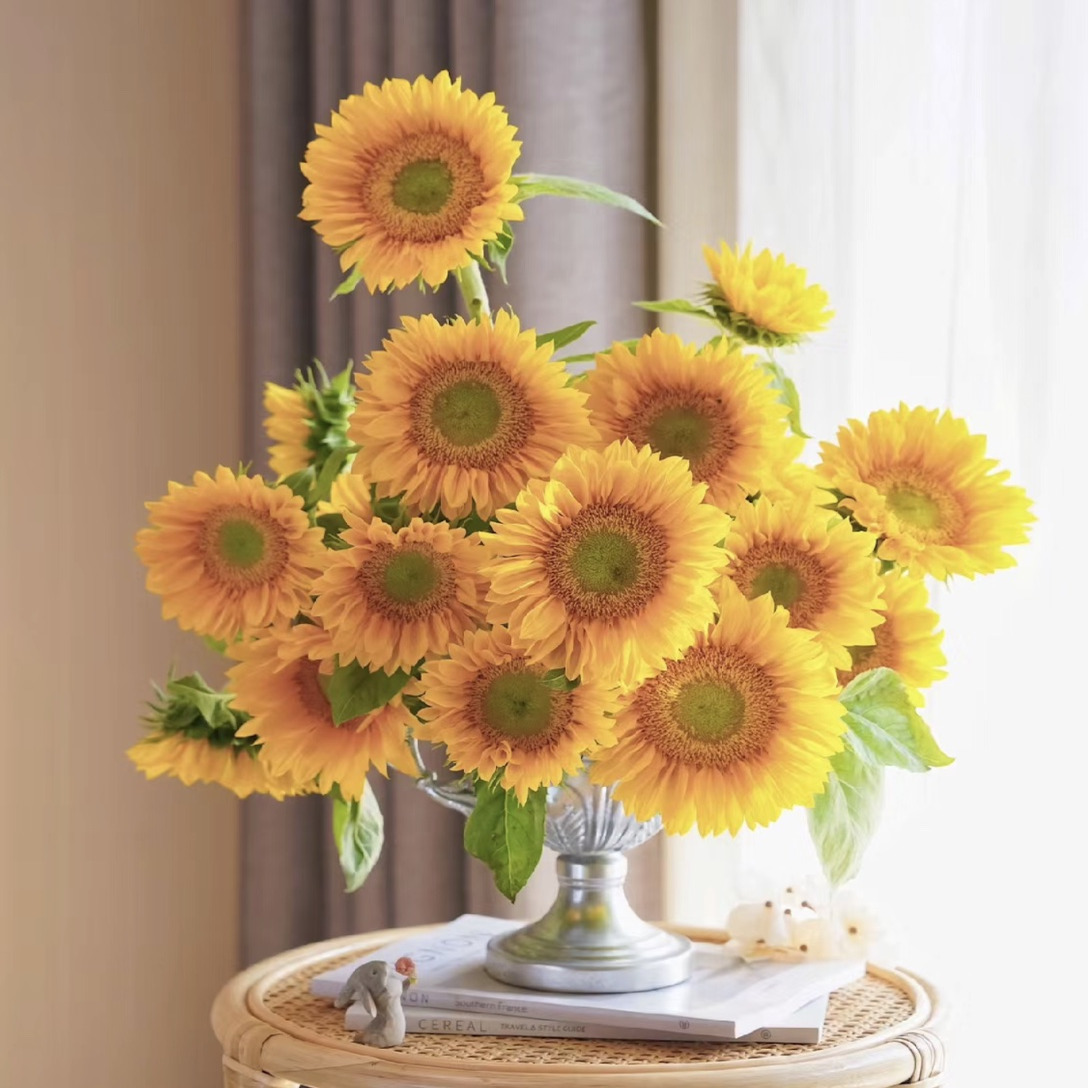 向日葵「绿心向日葵」5支（1单中通·2单顺丰）