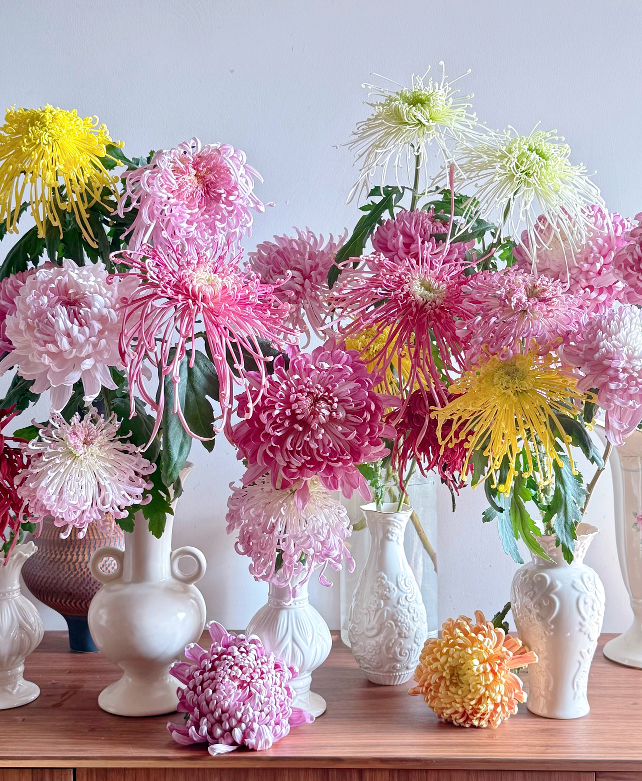 丰岛·A级国菊「多色可选」