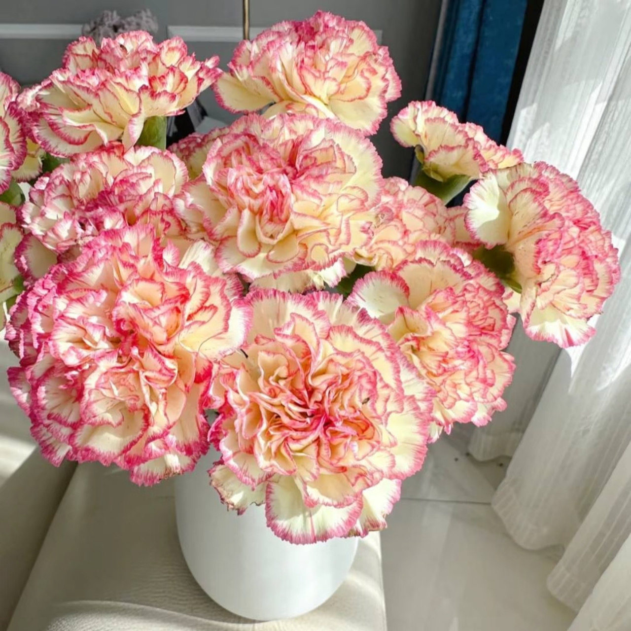 康乃馨「俏新娘」20支（2单中通3单顺丰）,鲜花速递/花卉仿真/绿植园艺,花材,淘宝优惠券,粉丝福利购,淘宝优惠卷