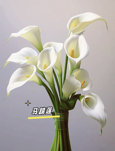 马蹄莲「白玉」5支