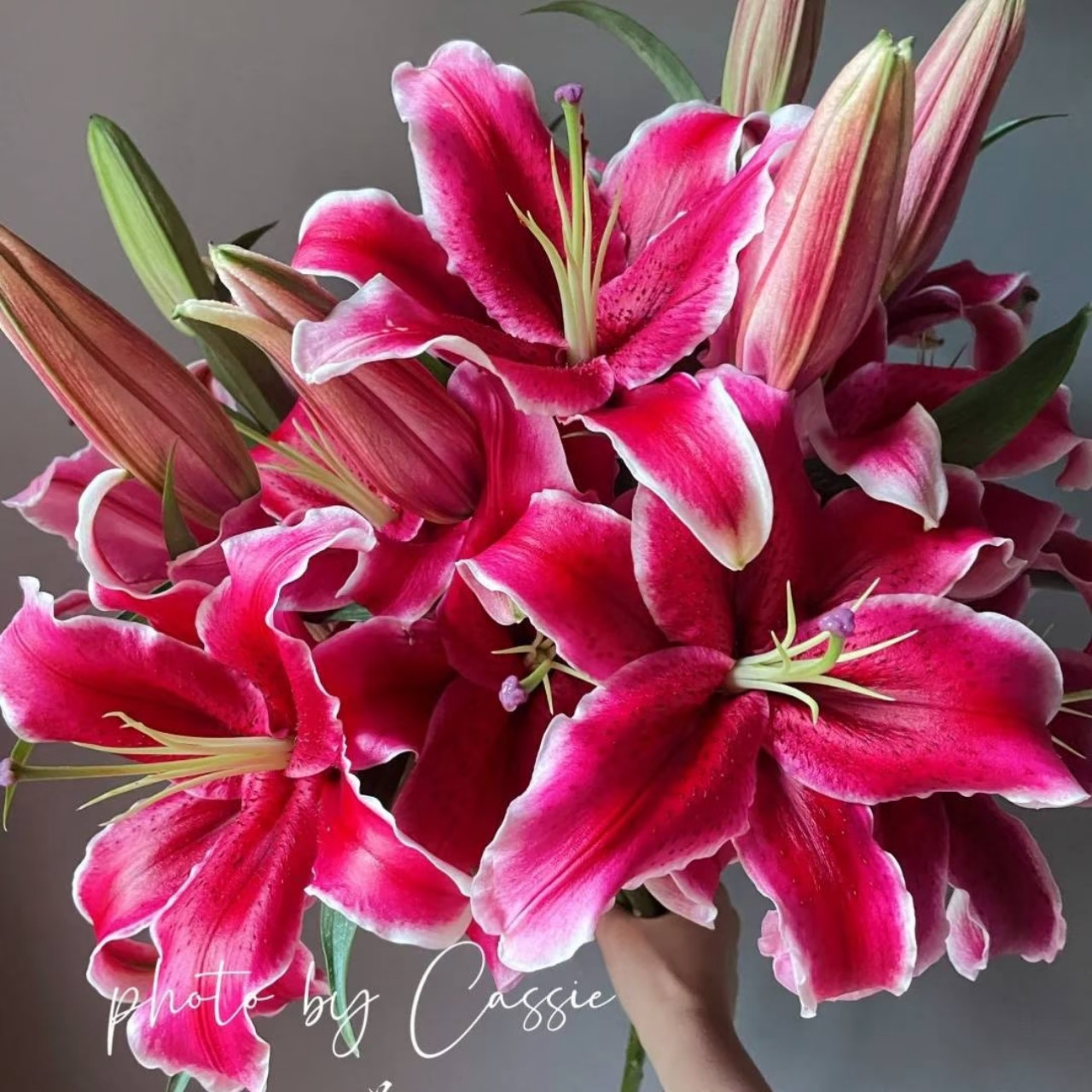 香水百合「黑美人」多头3支（2单中通·3单顺丰）