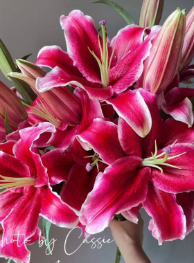 香水百合「黑美人」多头3支（2单中通·3单顺丰）