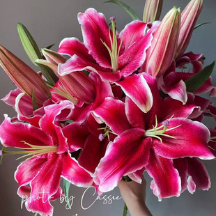 香水百合「黑美人」多头3支 2单中通·3单顺丰