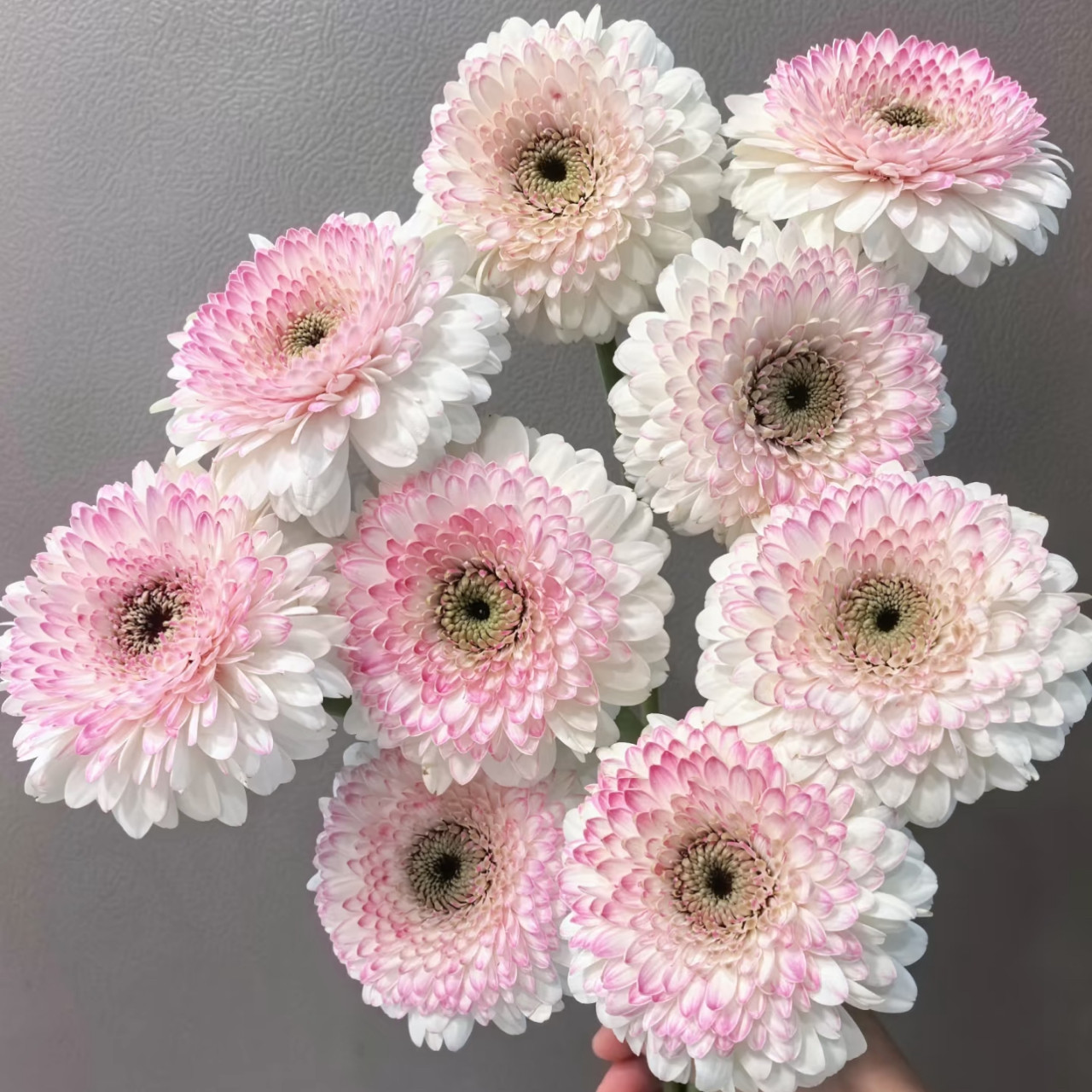 爱必达·非洲菊「西雅图」10支（0度地区拍保温·否则冻坏不售后,鲜花速递/花卉仿真/绿植园艺,花材,淘宝优惠券,粉丝福利购,淘宝优惠卷