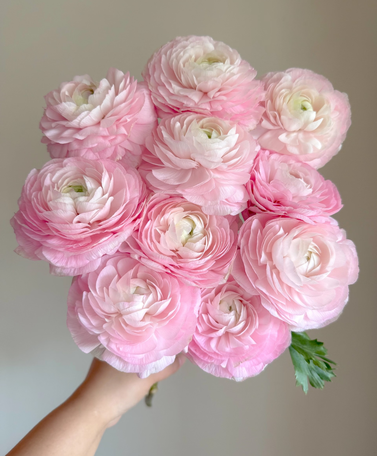 洋牡丹「樱花粉」5支（1单中通2单顺丰）