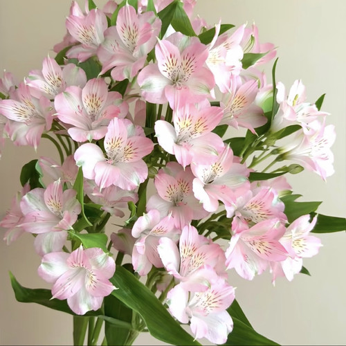 水仙百合「樱花粉」10支