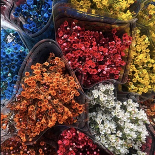 包邮 腊梅「多色可选」 2单