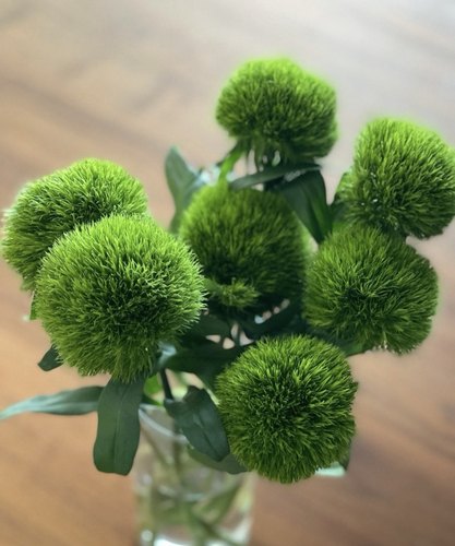 绿毛球10支（0度地区拍保温·否则冻坏不售后）