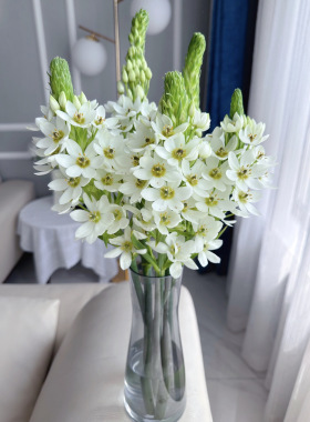 「圣心百合」5支