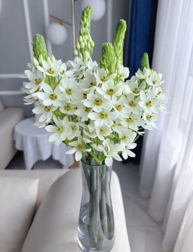 「圣心百合」5支（1单包邮）