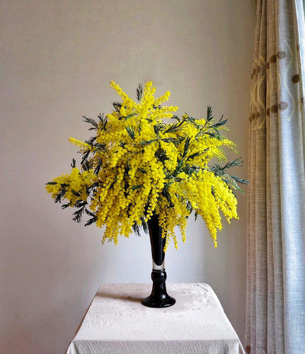 金合欢1扎（2单中通3单顺丰）