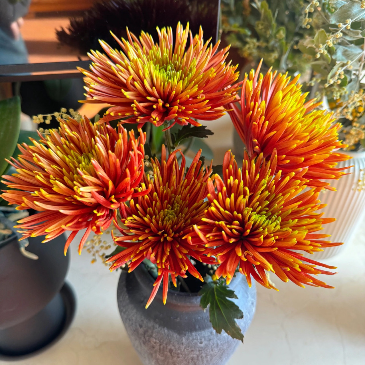 花努力·烟花菊「橙色」5支（0度地区拍保温·否则冻坏不售后）,鲜花速递/花卉仿真/绿植园艺,花材,淘宝优惠券,粉丝福利购,淘宝优惠卷