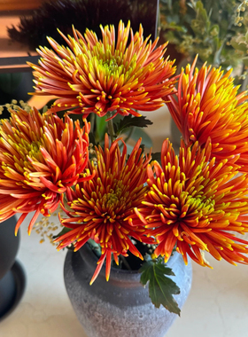 花努力·烟花菊「橙色」5支（0度地区拍保温·否则冻坏不售后）