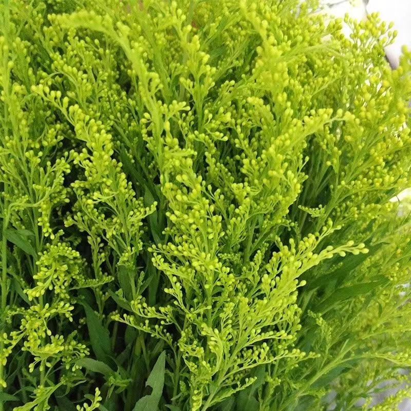 黄莺草鲜花配草插花装饰水养花江苏基地直发伞尾叶草玫瑰菊花配花