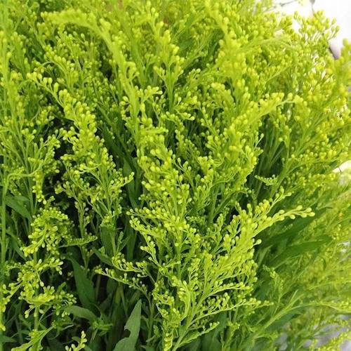 黄莺草鲜花配草插花装饰水养花江苏基地直发伞尾叶草玫瑰菊花配花