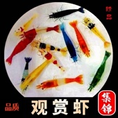 七彩观赏虾淡水晶虾黑壳除藻虾樱花极火虾黄金背米虾蓝宝石虾清洁
