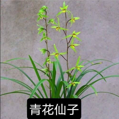 浓香型花苞新品兰花大全青花仙子