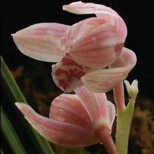 兰花苗送春开花浓香【粉仙子】漂亮秋芝室内外绿植花卉大全